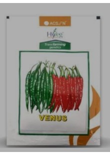 Venus Chilli